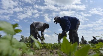 Απαραίτητα μέτρα ασφαλείας κατά την διάρκεια Αγροτικών Εργασιών στην ύπαιθρο από εργαζομένους μια Κοινωνικής Συνεταιριστικής Επιχείρησης