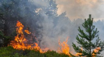 Πρόταση για Δημιουργία Κοινωνικών Συνεταιριστικών Επιχειρήσεων στην Προστασία και Ανάπλαση Δασών στην Ελλάδα μετά από Καταστροφικές Πυρκαγιές